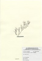 藏品(傘房龍鬚菜)的圖片